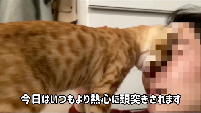 飼い主の顔に頭突きをする猫
