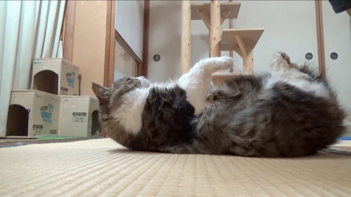 固まるボス吉くん