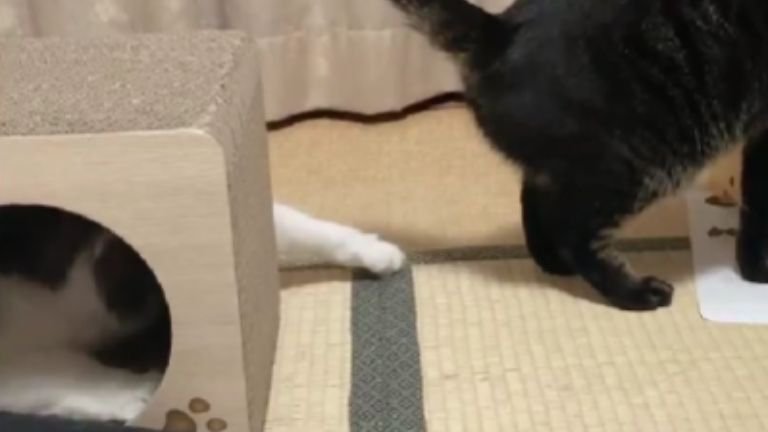 ご飯を食べている猫に手を伸ばす猫