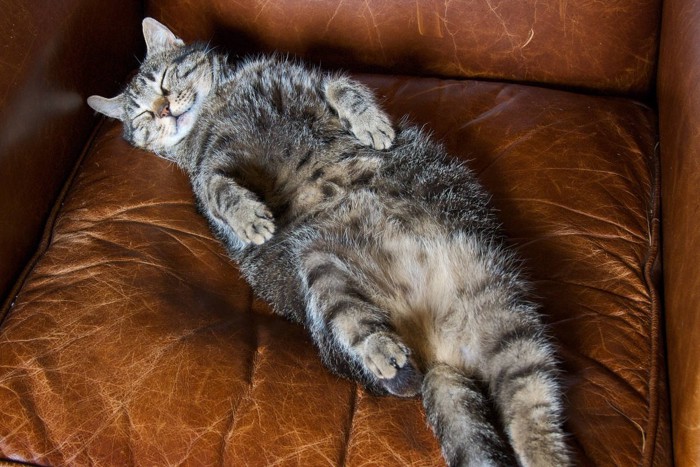 椅子の上で仰向けに寝る猫