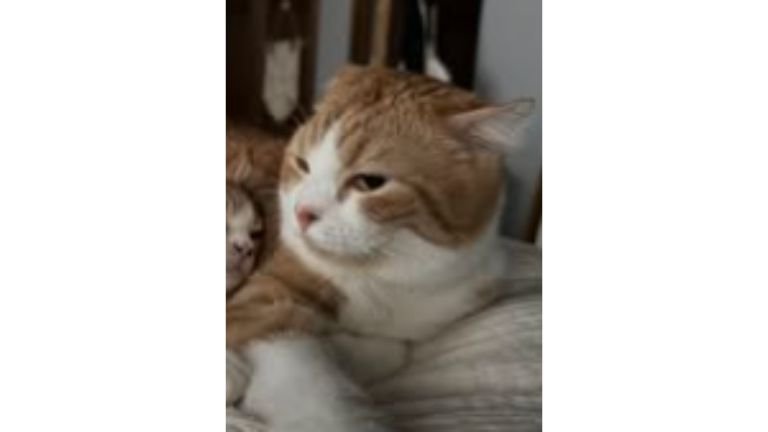 寝ている猫たち