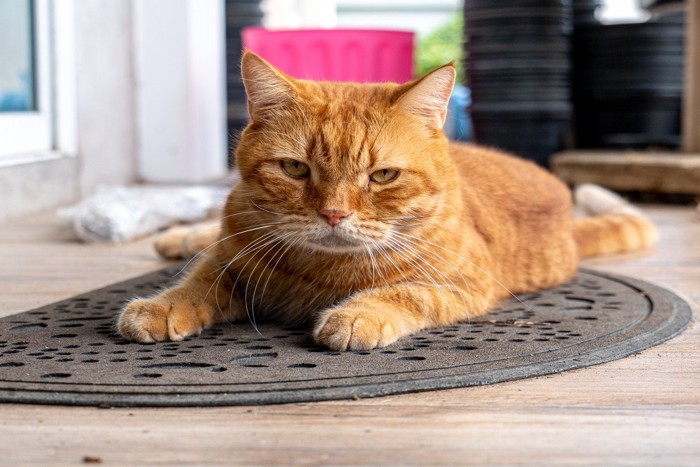 マットの上で寛ぐ猫