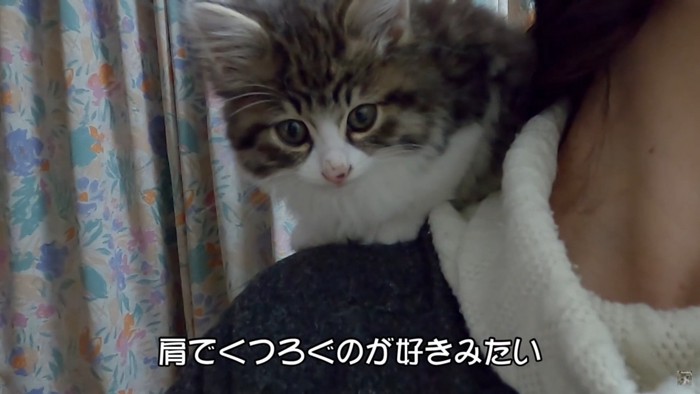 肩に乗る猫