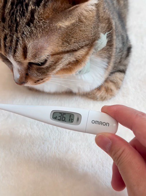 36.1度を表示している体温計を持つ飼い主