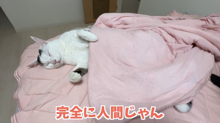 仰向けで寝ている猫
