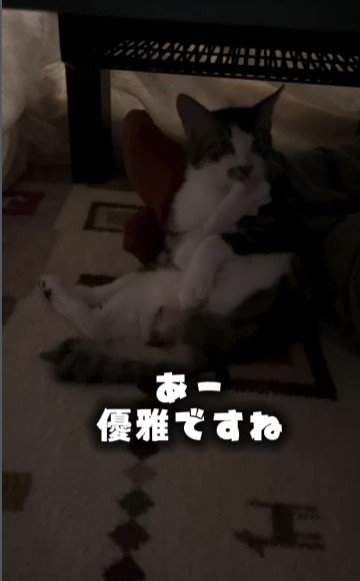 こたつの中でくつろいでいる猫