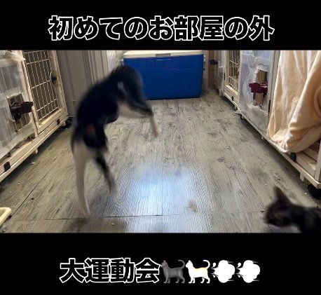 ジャンプする猫