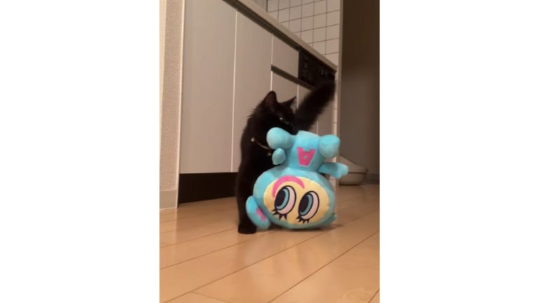 おもちゃを運ぶ猫