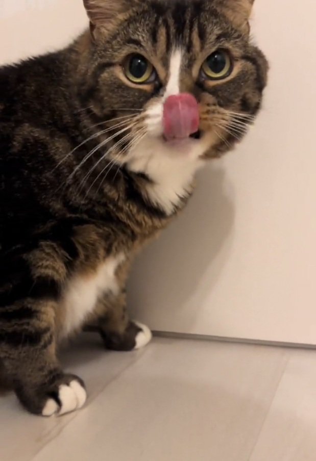 鼻を舐めるこたろうちゃん