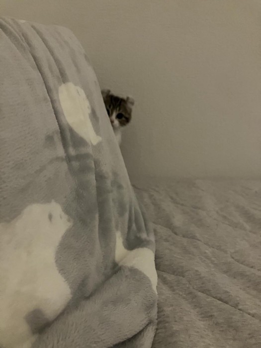 枕の陰から覗く猫