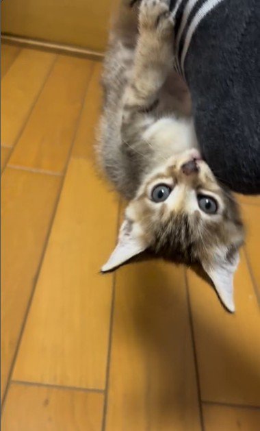 人の足に掴まってぶら下がっている子猫