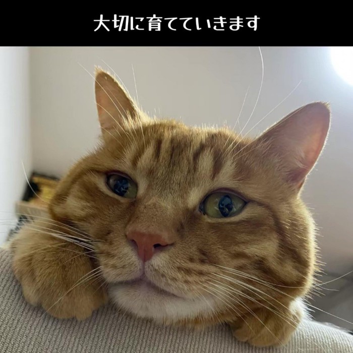 猫の顔
