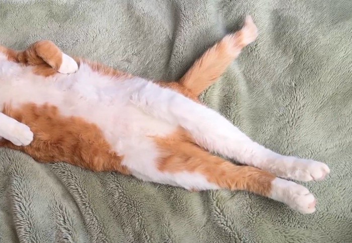 体勢を変えずに眠り続ける猫