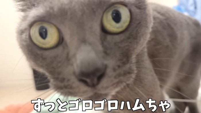 ゴロゴロハムちゃん