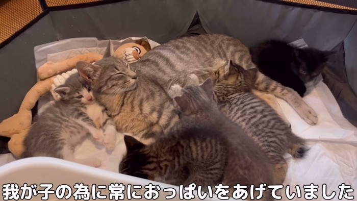 子猫に授乳中の猫