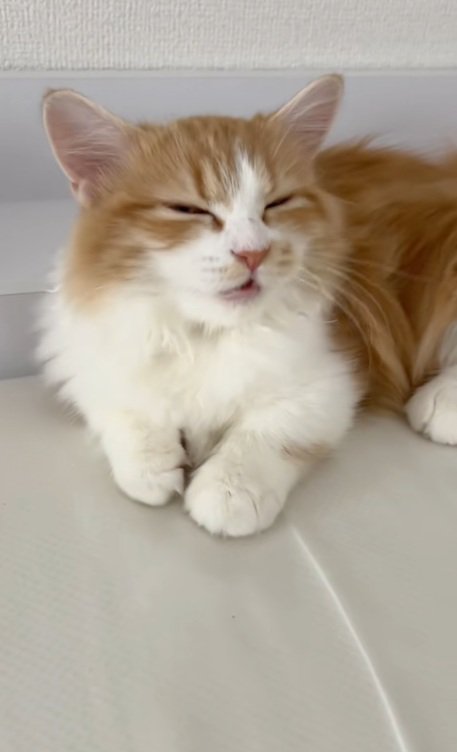 鳴いているマンチカン