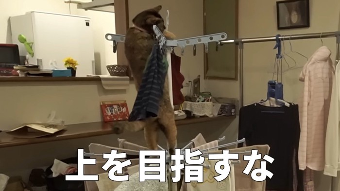 物干し上で2足立ち