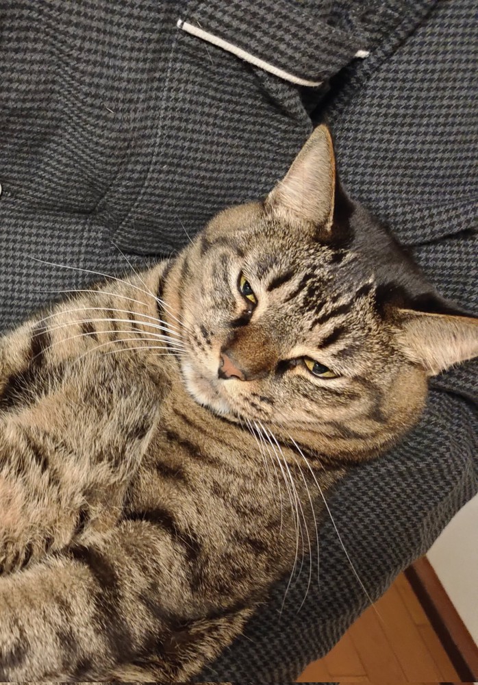 目を細めて仰向けのキジトラ