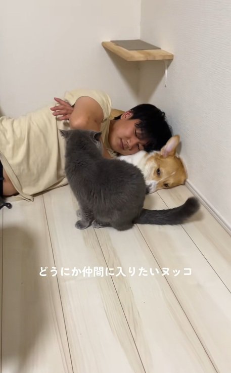 犬と猫と寝ている飼い主と仲間に入りたくて近くに座る猫