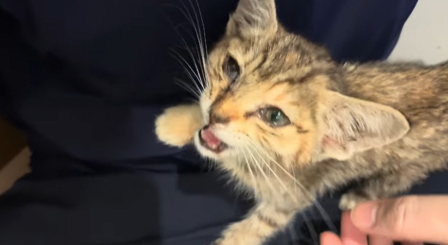 投稿主さんの膝の上で鳴く子猫
