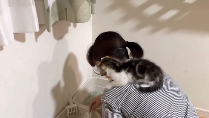 女性の肩に座っている子猫