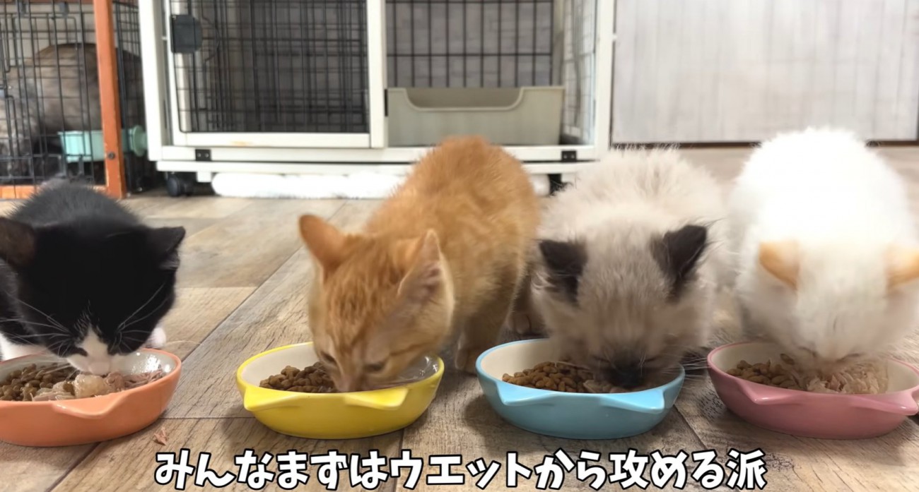 4匹の猫が食事をしている