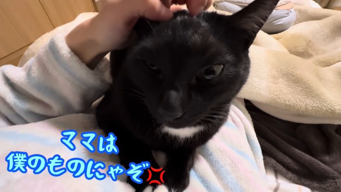 猫ママさん 膝の上でくつろぐ猫の隣で、もう1匹が『順番待ち』……ママを独り占め