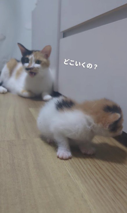 三毛猫の親子