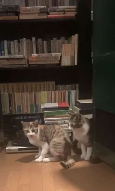 本棚の前で座っている2匹の猫