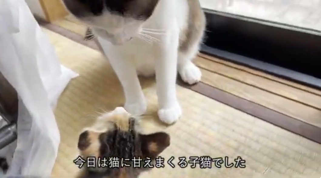 みつめあう子猫と先住猫
