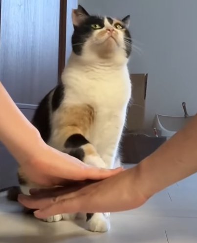 二人の手と見上げながら右手を上げる猫
