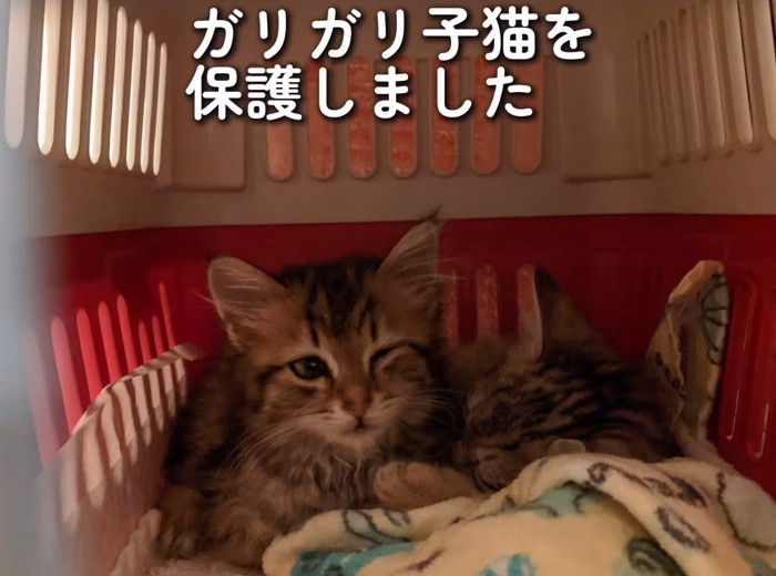 キャリーに入った2匹の子猫