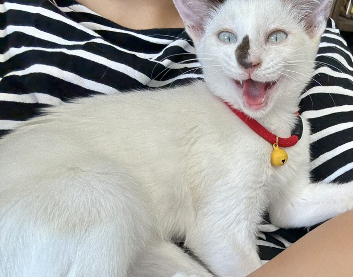 抱っこされているまめちゃん