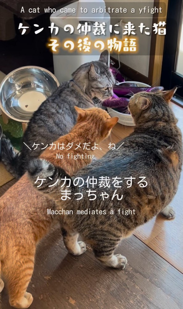 並ぶ3匹の猫