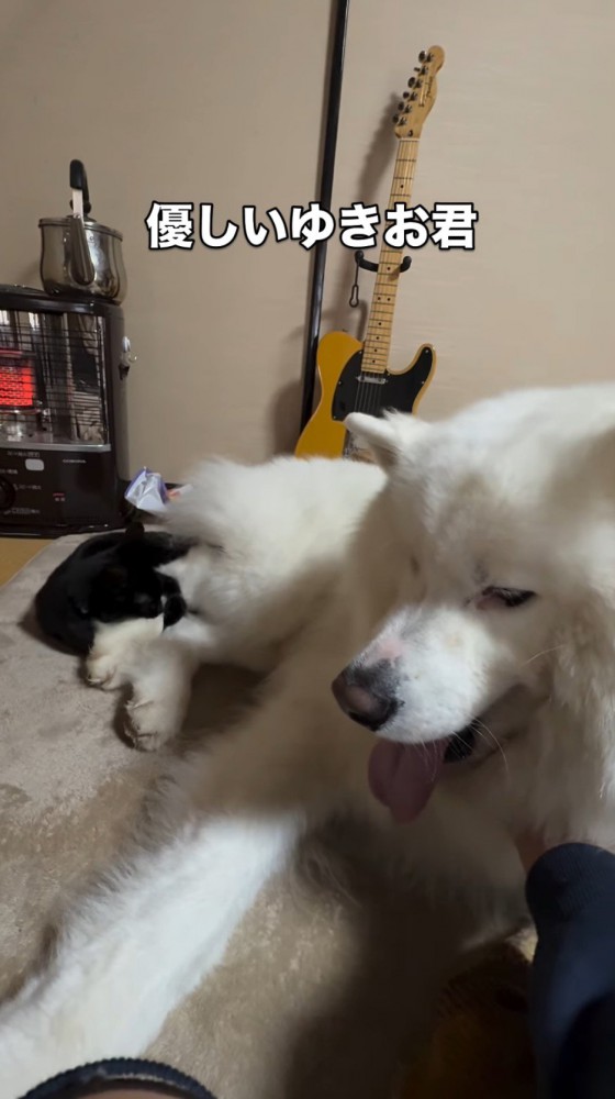 子猫に足を噛まれて足を縮める犬