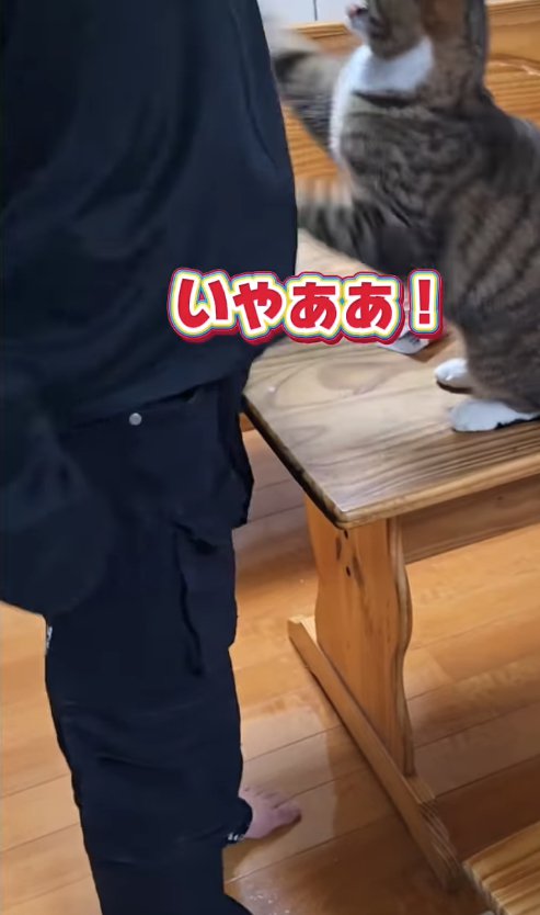 飼い主に向かってパンチしている猫「いやああ!」