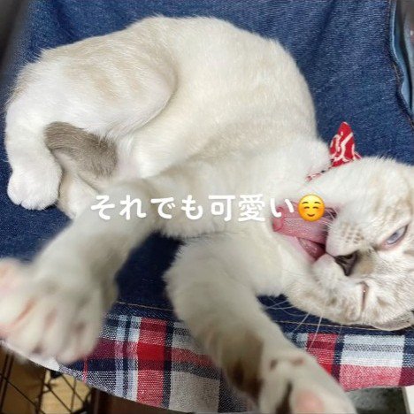 仰向けの猫