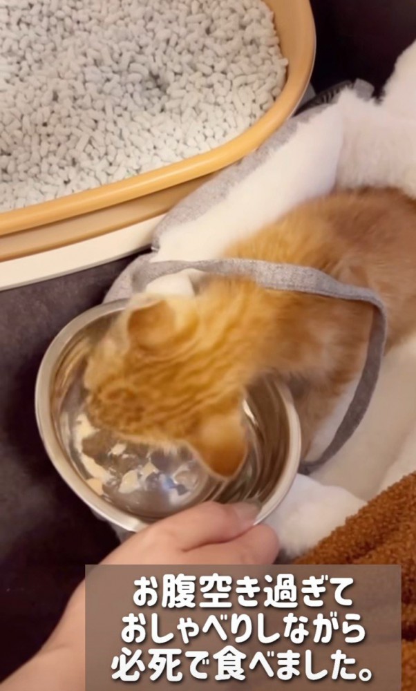 ごはんを食べる子猫