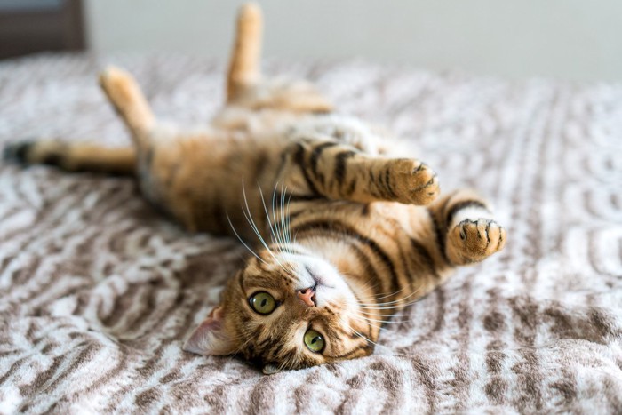 ヘソ天する猫