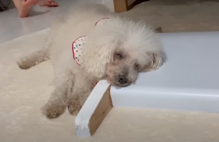 眠そうに横になる犬