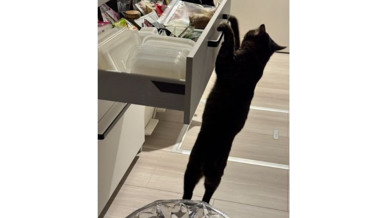 猫と引き出し