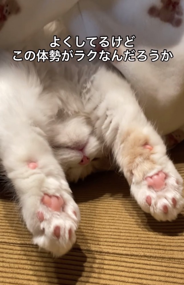 伸びをする猫