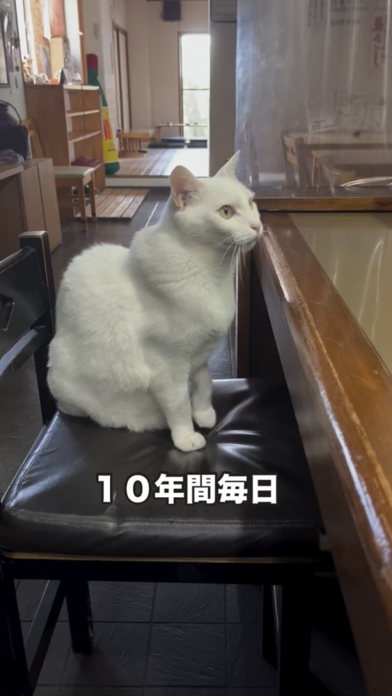 カウンター席に座る猫