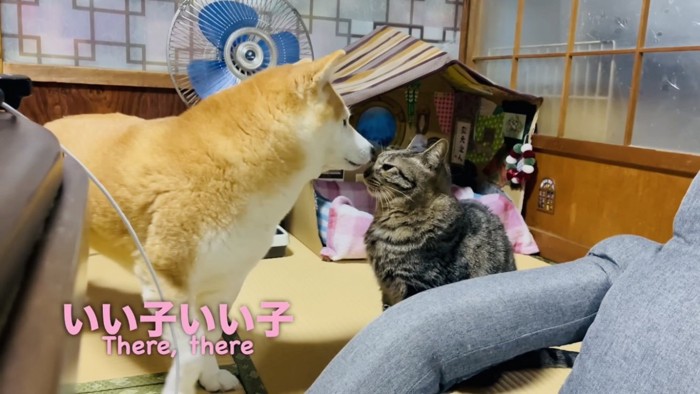 キジトラ猫を慰める柴犬