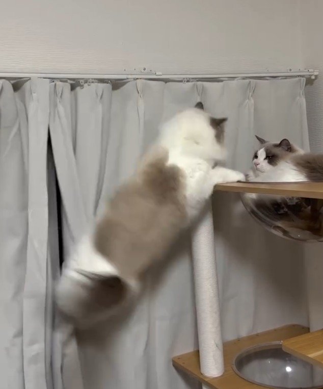 タワーにぶら下がる猫とタワーにいる猫