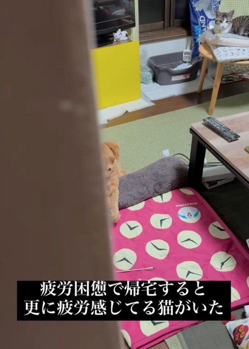 帰宅した飼い主視点