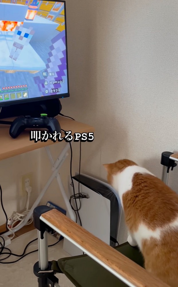 ゲームをパンチする猫