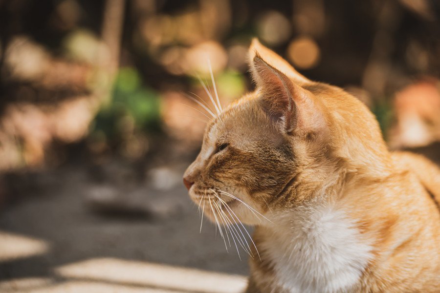 横を向く茶トラ猫