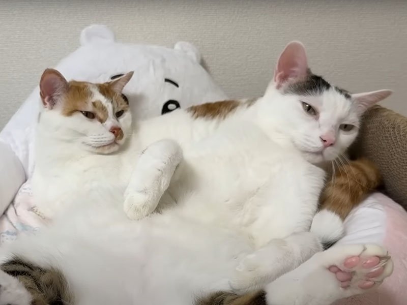 偉そうな態度の猫