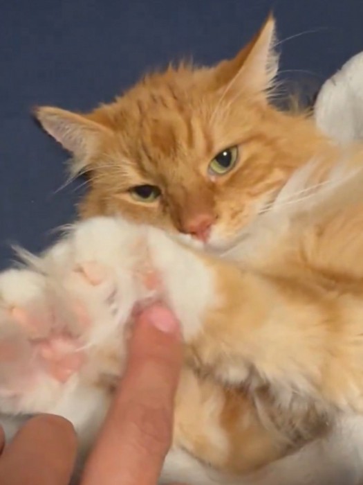 前足の裏を飼い主に触らせたまま顔を出した猫